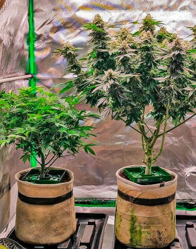 Ожидание мутных и янтарных трихом Куст 50 Dragons от UKHTA на 12 неделе развития