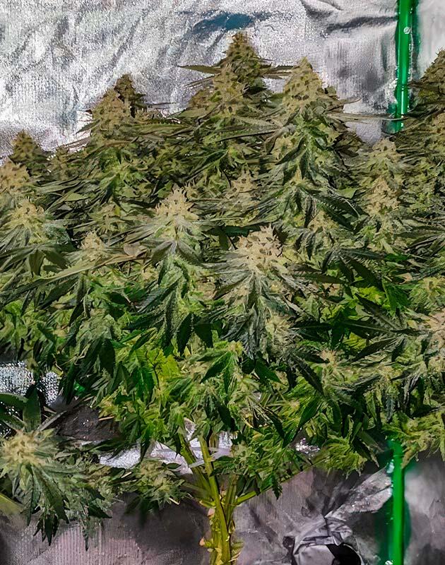 Плесень на конопле 13 неделя сорта 50 Dragons от сидбанка UKHTA