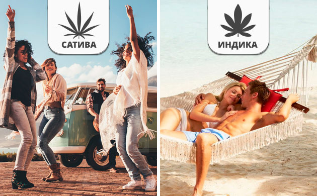 Отличие индики и сативы Индика и сатива