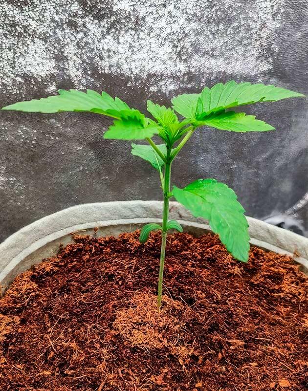 Развитие сорта, полив и удобрения Росток 50 Dragons от UKHTA на 1 неделе