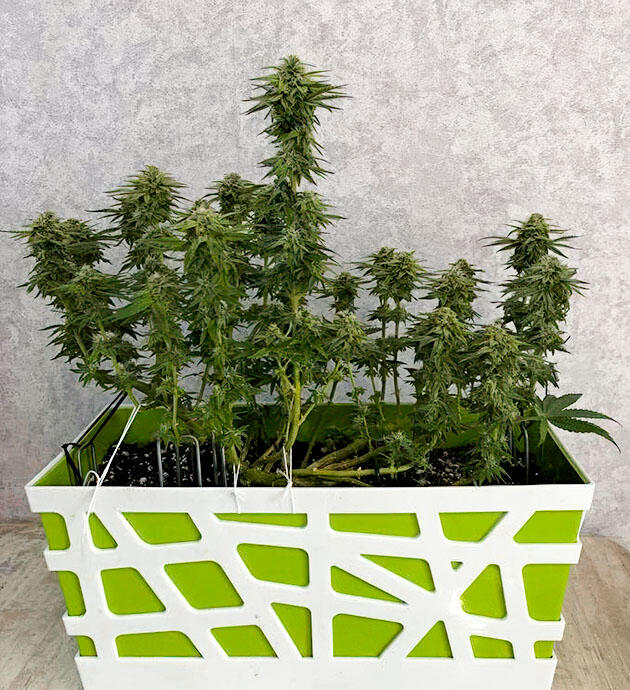 Конопля после дефолиации и растяжки ветвей