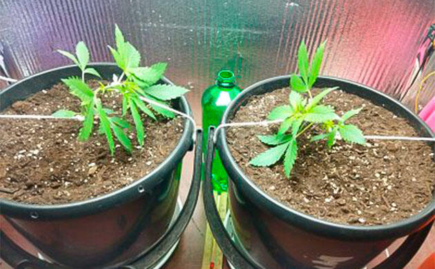 Растишки Auto Tutankhamon на 3 неделе выращивания