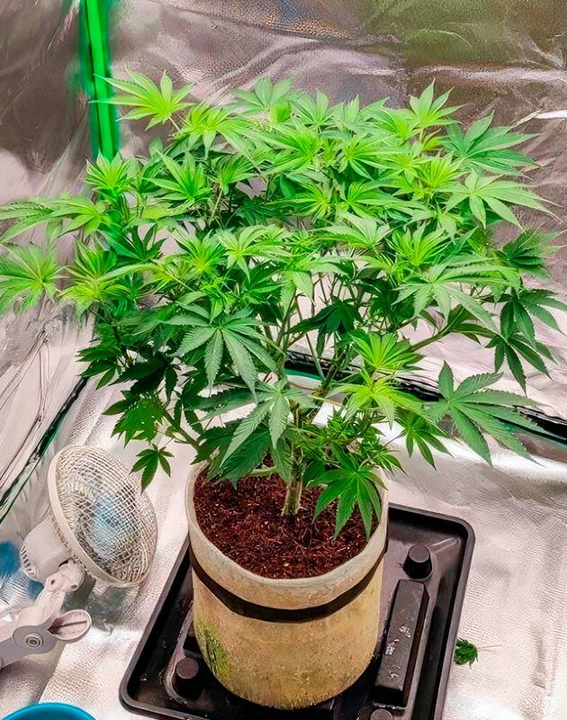 Переезд в бокс для цветения 6 неделя выращивания 50 Dragons от UKHTA