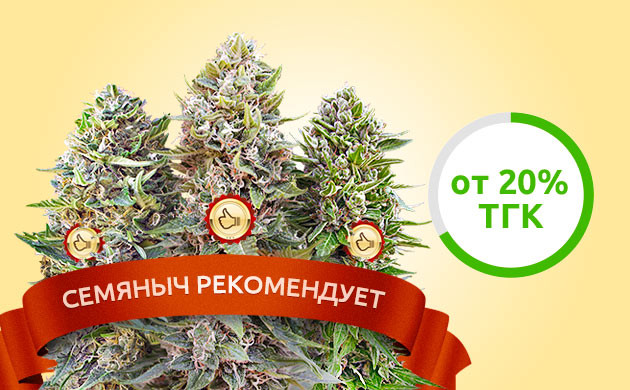 Семяныч рекомендует ТГК в сортах рекомендованных “Семянычем”