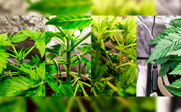 Топпинг и LST Куст 50 Dragons от UKHTA на 3 неделе развития