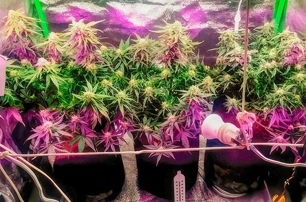 Конопля на 7 неделе роста