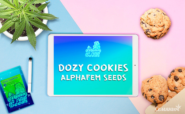 Гроурепорт сорта Dozy Cookies fem от AlphaFem Seeds