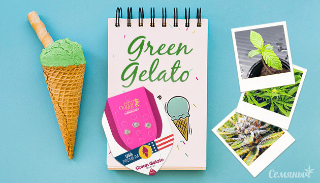 Гроурепорт сорта Green Gelato