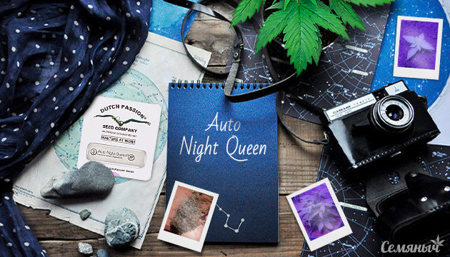 Гроурепорт сорта Auto Night Queen