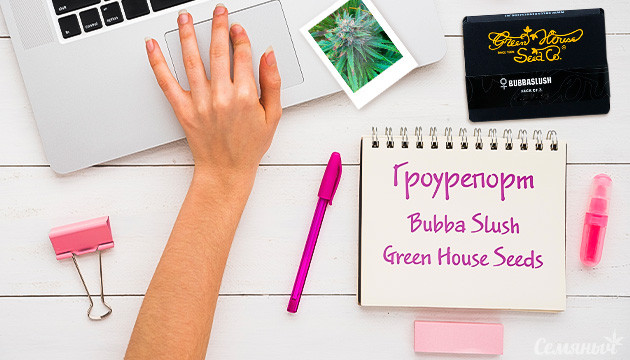 Гроурепорт сорта Bubba Slush