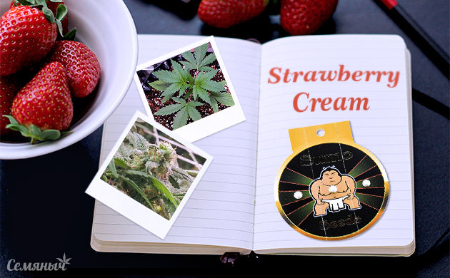 Гроурепорт сорта Strawberry Cream