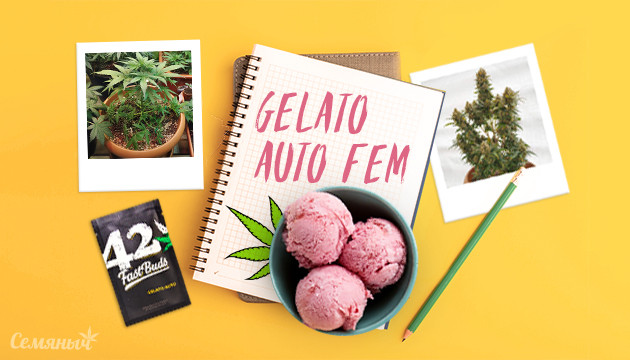 Гроурепорт сорта Gelato Auto fem от FastBuds