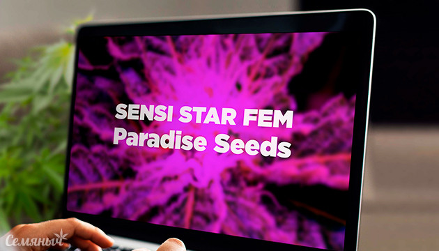 Выращивание сорта Sensi Star fem от Paradise Seeds