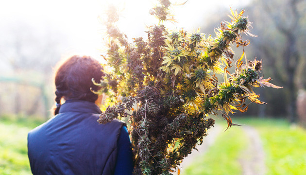 Феминизированные семена марихуаны